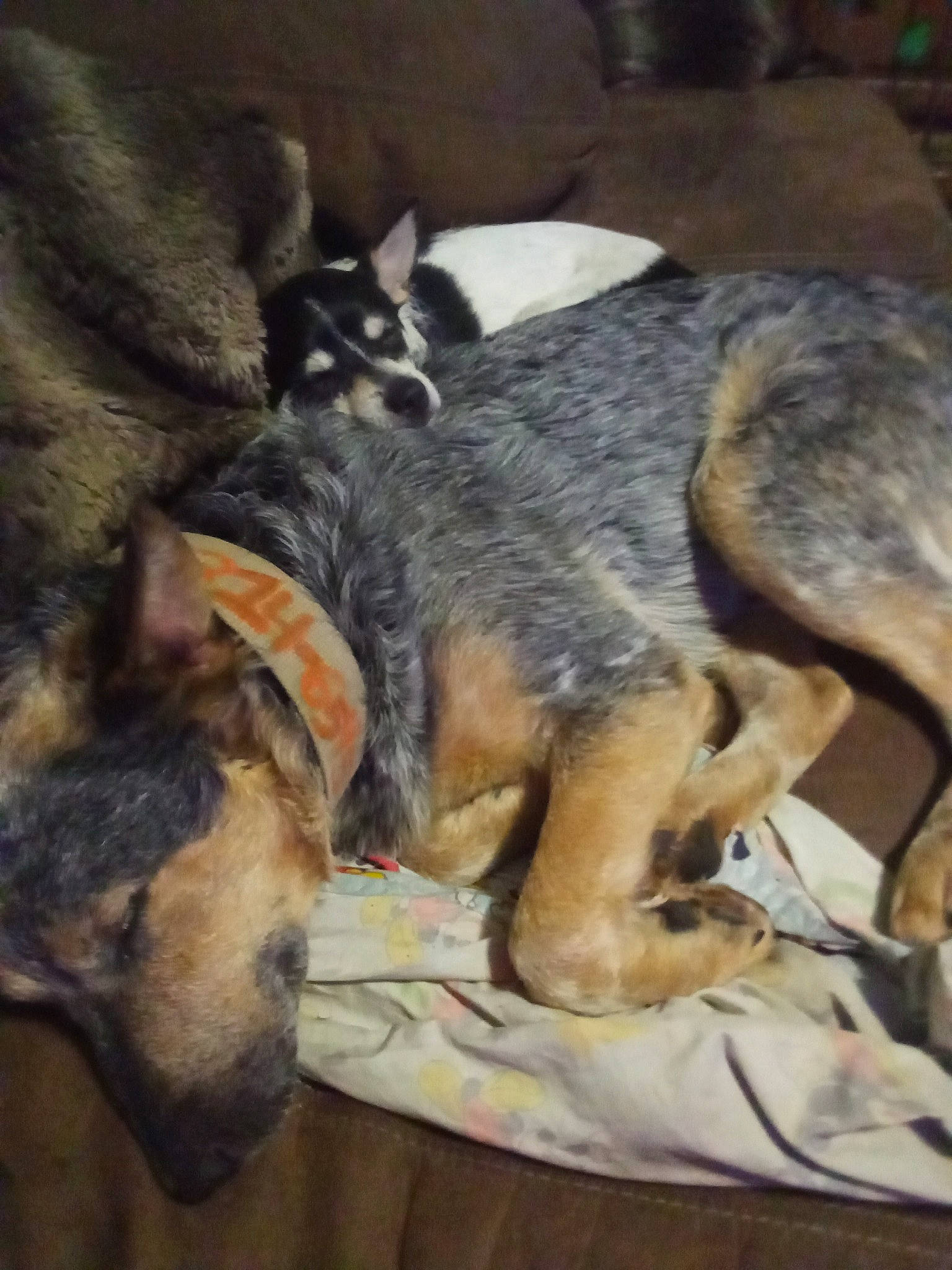 Raingo joined the competition — help win amazing prizes! australian_cattle_dog, canidae, carnivore, comfort, companion_dog, dog, dog_breed, fawn, fur, guard_dog, herding_dog, koolie, paw, sporting_group, tail, terrestrial_animal, working_dog