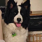 Pongo participe au concours pour gagner de l'argent avec cette photo : dog, black_and_white, fluffy, tongue_out, pet_tag, indoor, furniture, basket, happy, ears, nose, fur, collar, closeup, animal, companion, cute, portrait, domestic_animal, canine