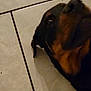 dog, rottweiler, pet, tile_floor, floor_tile, indoor, close_up, snout, nose, eye, gaze, lying_down, head, black_and_tan, grout_lines, home, portrait, curious, muzzle, companion