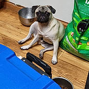 Otis joined the competition — help win amazing prizes! pug, dog, pet, sitting, hardwood_floor, dog_bowl, food, dog_food_bag, metal_bowl, blue_cooler, wall, floor, looking_at_camera, tilted_head, indoor, expression, puppy, close_up, container, kitchen_corner