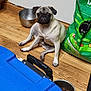 pug, dog, pet, sitting, hardwood_floor, dog_bowl, food, dog_food_bag, metal_bowl, blue_cooler, wall, floor, looking_at_camera, tilted_head, indoor, expression, puppy, close_up, container, kitchen_corner