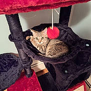 Bella joined the competition — help win amazing prizes! abyssinian, accessories, animal, architecture, bag, bed, blanket, cat, chair, couch, cushion, furniture, handbag, homedecor, kitten, pet, plush, toy, velvet, wood