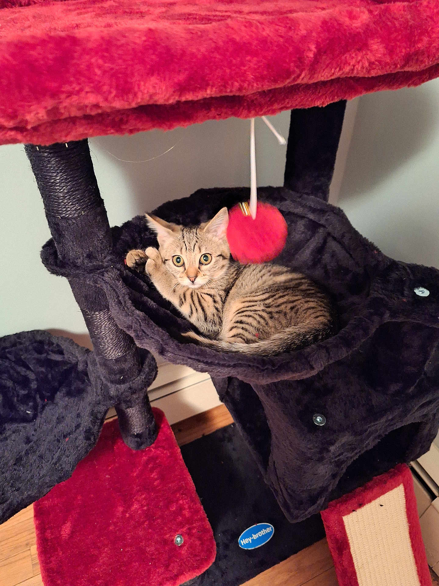 Bella