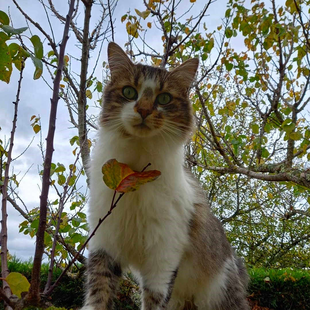Speed participe au concours pour gagner de l'argent avec cette photo : angora, animal, cat, grass, herbal, herbs, kitten, land, leaf, manx, nature, outdoors, pet, plant, rainforest, rock, soil, tree, vegetation, woodland