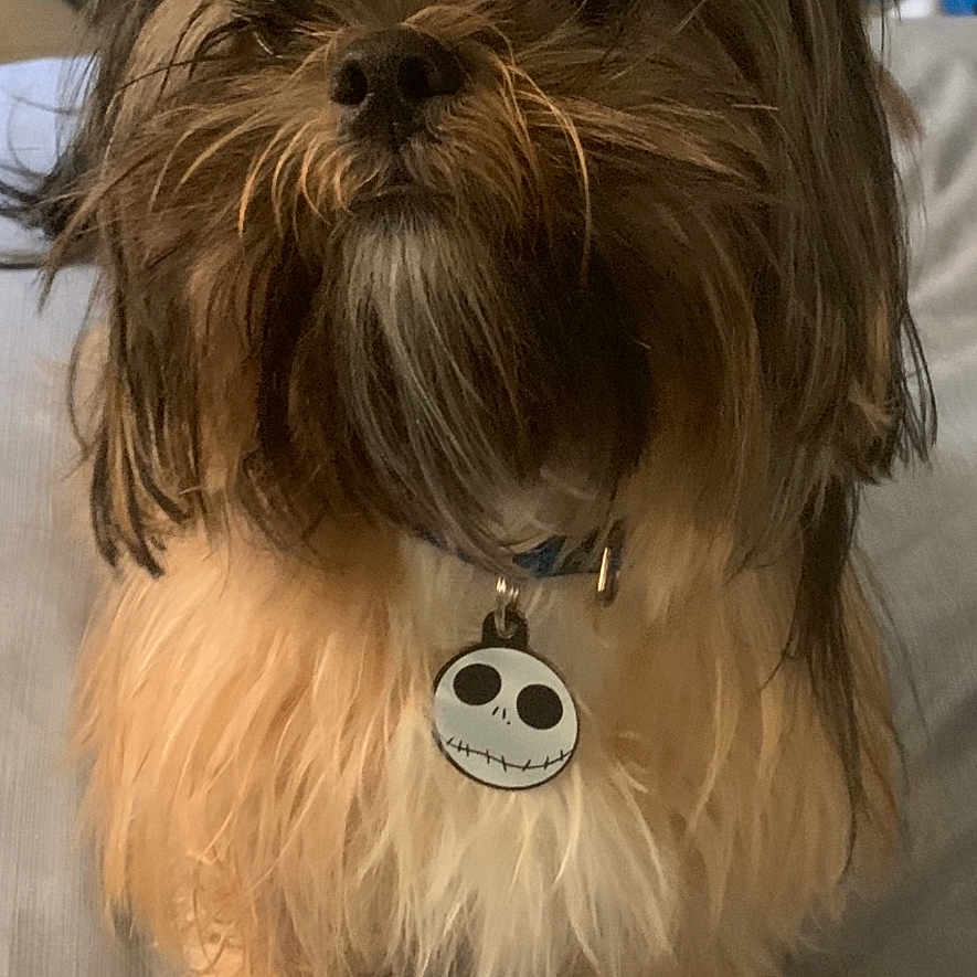 Gizmo is registered to the contest to win money with this photo: affenpinscher, animal, canine, dog, head, person, pet, puppy, terrier