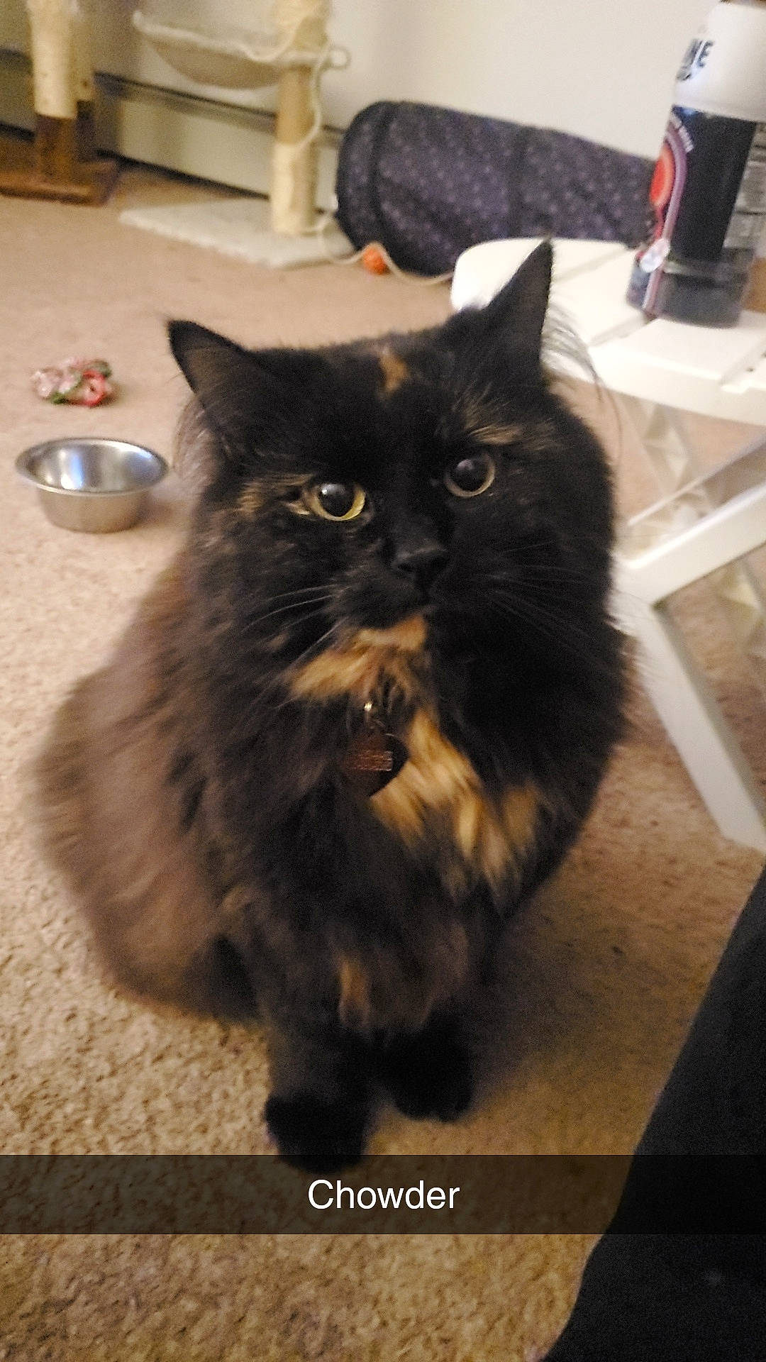 Chowder joined the competition — help win amazing prizes! black_cat, box, carnivore, cat, claw, comfort, domestic_short_haired_cat, felidae, flooring, fur, iris, paw, serveware, sitting, small_to_medium_sized_cats, snout, tableware, tail, terrestrial_animal, whiskers