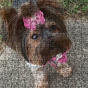 Kali is registered to the contest to win money with this photo: dog, small_dog, bow, pink_bow, outfit, puzzle, jigsaw_puzzle, pet, animal, cute, looking_up, fur, brown_fur, white_paws, sidewalk, grass, outdoor, portrait, close_up, adorable