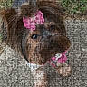 dog, small_dog, bow, pink_bow, outfit, puzzle, jigsaw_puzzle, pet, animal, cute, looking_up, fur, brown_fur, white_paws, sidewalk, grass, outdoor, portrait, close_up, adorable
