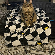 Dash is registered to the contest to win money with this photo: cat, tabby_cat, fluffy, blanket, checkered_pattern, cat_faces, toy_wand, living_room, fireplace, shelf, cozy, indoor, carpet, furniture, pet, animal, cute, sitting, domestic_cat, home