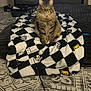 cat, tabby_cat, fluffy, blanket, checkered_pattern, cat_faces, toy_wand, living_room, fireplace, shelf, cozy, indoor, carpet, furniture, pet, animal, cute, sitting, domestic_cat, home