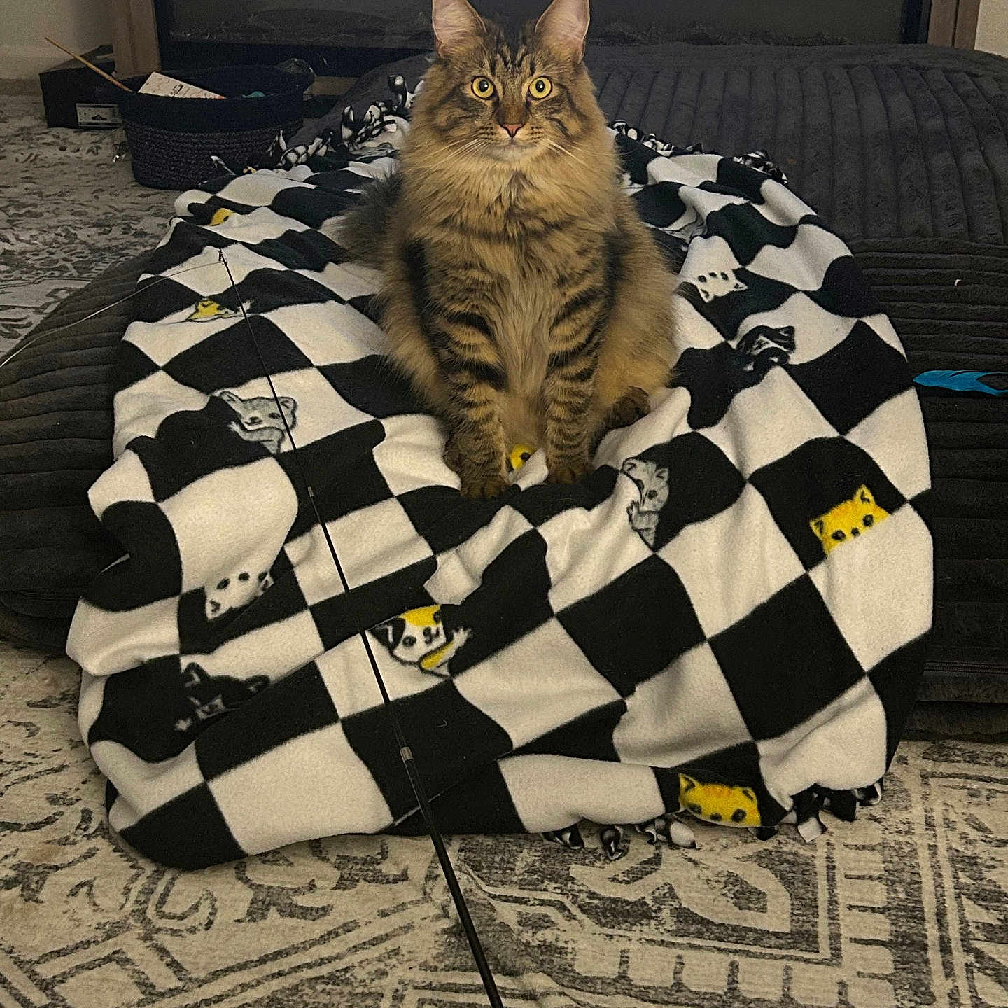 Dash is registered to the contest to win money with this photo: animal, blanket, carpet, cat, cat_faces, checkered_pattern, cozy, cute, domestic_cat, fireplace, fluffy, furniture, home, indoor, living_room, pet, shelf, sitting, tabby_cat, toy_wand