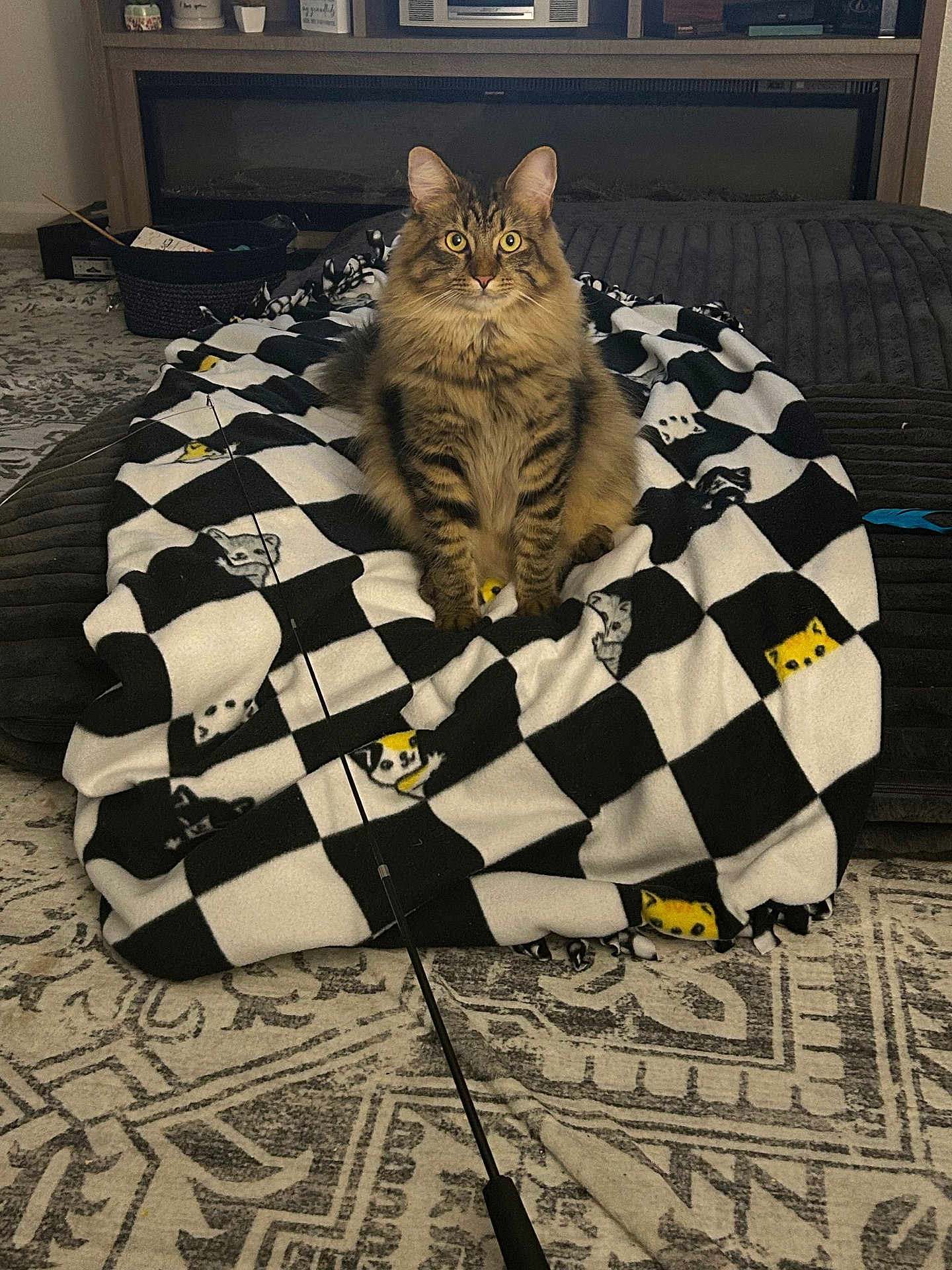 Dash is registered to the contest to win money with this photo: cat, tabby_cat, fluffy, blanket, checkered_pattern, cat_faces, toy_wand, living_room, fireplace, shelf, cozy, indoor, carpet, furniture, pet, animal, cute, sitting, domestic_cat, home