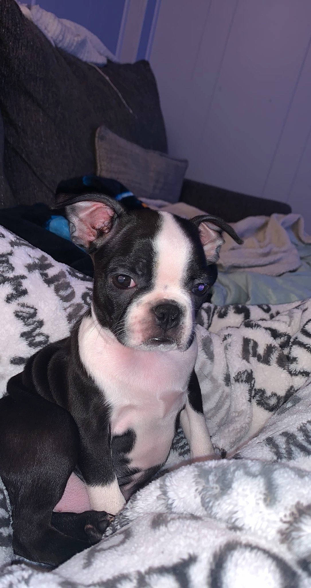 Gia is registered to the contest to win money with this photo: bored, boston_terrier, canidae, carnivore, comfort, companion_dog, dog, dog_breed, ear, fawn, fur, guard_dog, linens, non_sporting_group, puppy_love, snout, sporting_group, toy_dog, whiskers, working_animal