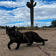 Salem joined the competition — help win amazing prizes! cat, tortoiseshell_cat, leash, desert, saguaro_cactus, sand, outdoor, sky, clouds, nature, animal, pet, walking, curious, landscape, arid, wildlife, daytime, ground, flora