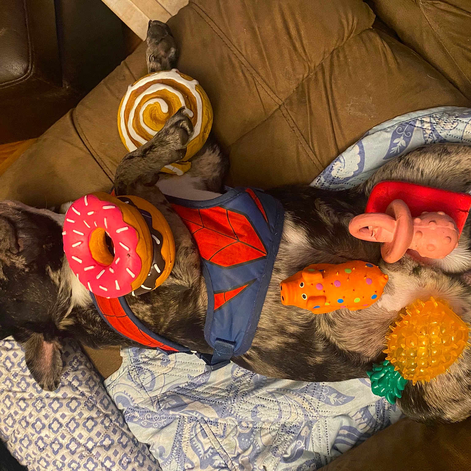 Gus joined the competition — help win amazing prizes! bag, bedding, carmine, comfort, couch, fashion_accessory, fur, linens, luggage_and_bags, mammal, nap, orange, pattern, pillow, plush, pumpkin, room, sitting, stuffed_toy, toy