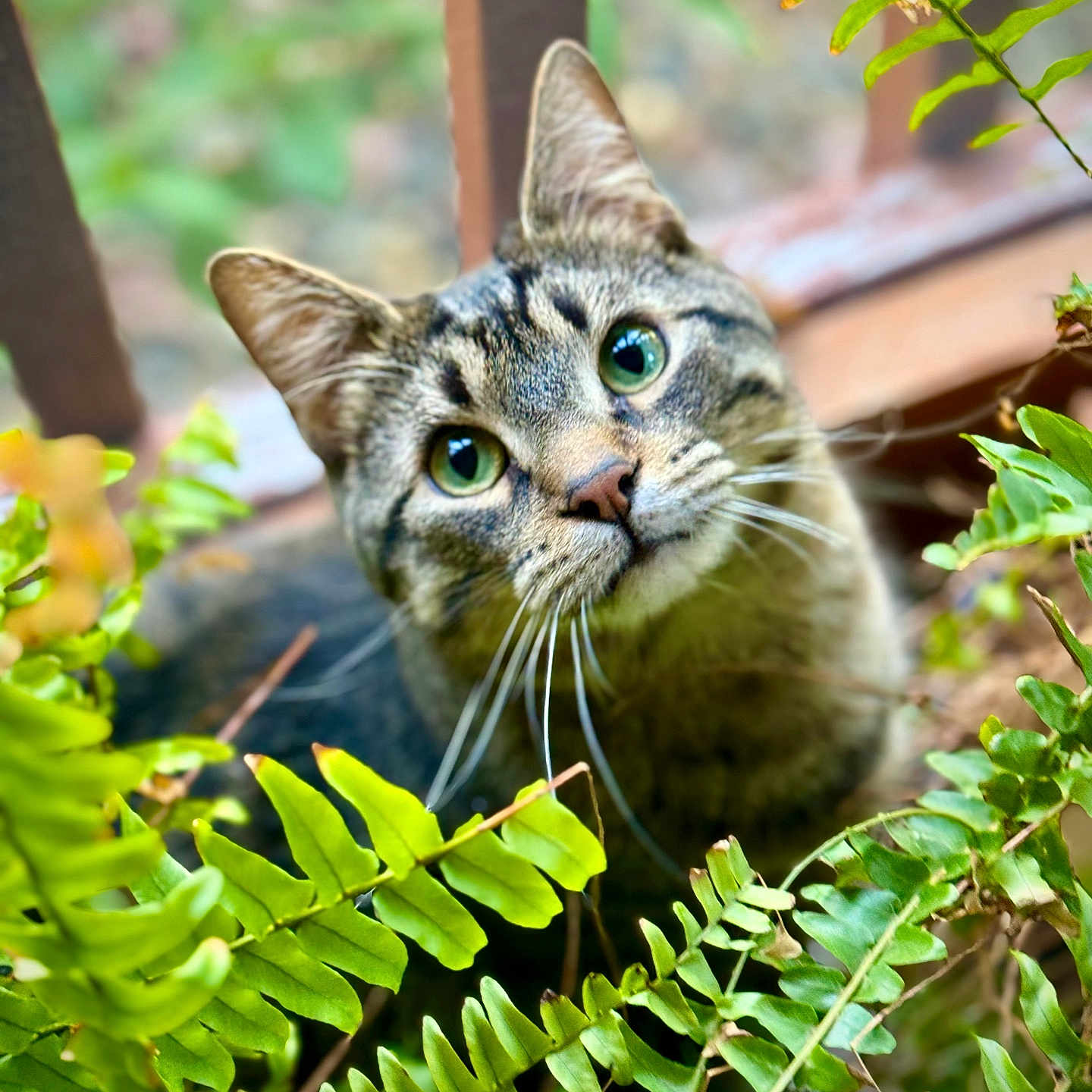 Loki joined the competition — help win amazing prizes! animal, blurred_background, cat, closeup, curious, face, fern, green_eyes, greenery, leaf, mammal, nature, outdoor, pet, plants, portrait, tabby, whiskers, wildlife, wooden_fence
