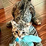 cat, tabby_cat, pet, playful, toy, feathers, blue_feathers, wooden_floor, indoor, animal, whiskers, paws, crouching, focused, cute, fur, ears, tail, playtime, domestic_animal