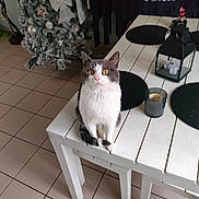 Tayko participe au concours pour gagner de l'argent avec cette photo : animal, architecture, building, cat, chair, coffeetable, cup, diningroom, diningtable, furniture, hardwood, indoors, manx, pet, plant, plywood, pottedplant, room, table, wood