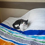 Vankieken Jérémy participe au concours pour gagner de l'argent avec cette photo : animal, bed, bedding, blanket, cat, comfort, curious, cute, domestic_animal, feline, fur, gray, headboard, indoor, pet, resting, striped, wall, white, yellow_eyes