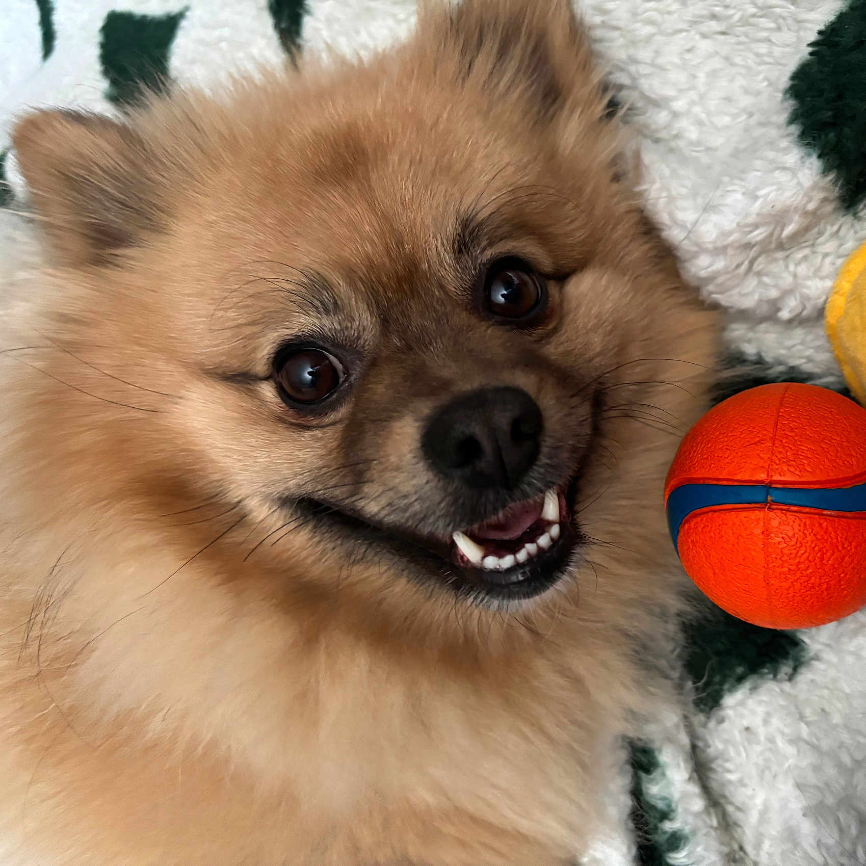Grizzly is registered to the contest to win money with this photo: dog, pomeranian, smiling, toy_ball, orange_ball, fluffy, pet, cute, closeup, face, fur, blanket, cozy, happy, playful, indoor, animal, companion, domestic, expression
