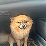dog, pomeranian, pet, car_interior, footwell, sandals, brown_fur, smiling, sitting, cute, fluffy, domestic_animal, companion, indoor, portrait, animal_face, canine, happy, furry, pet_accessory