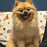 Grizzly is registered to the contest to win money with this photo: dog, pomeranian, fluffy, happy, smiling, pet, canine, sitting, indoor, couch, blanket, fur, animal, companion, friendly, cute, domestic, portrait, face, ears