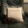 animal, armchair, bell, black_cat, cat, collar, cozy, dark_lighting, eyes, furniture, home_decor, indoors, leather_chair, living_room, pet, pillow, portrait, sitting, text, whiskers