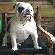 Django joined the competition — help win amazing prizes! animal, brown, bulldog, chair, closeup, companion, cushion, cute, dog, domestic_animal, furniture, indoor, looking_away, paw, pet, pet_portrait, resting, seated, white, wooden_chair