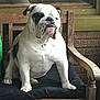 animal, brown, bulldog, chair, closeup, companion, cushion, cute, dog, domestic_animal, furniture, indoor, looking_away, paw, pet, pet_portrait, resting, seated, white, wooden_chair