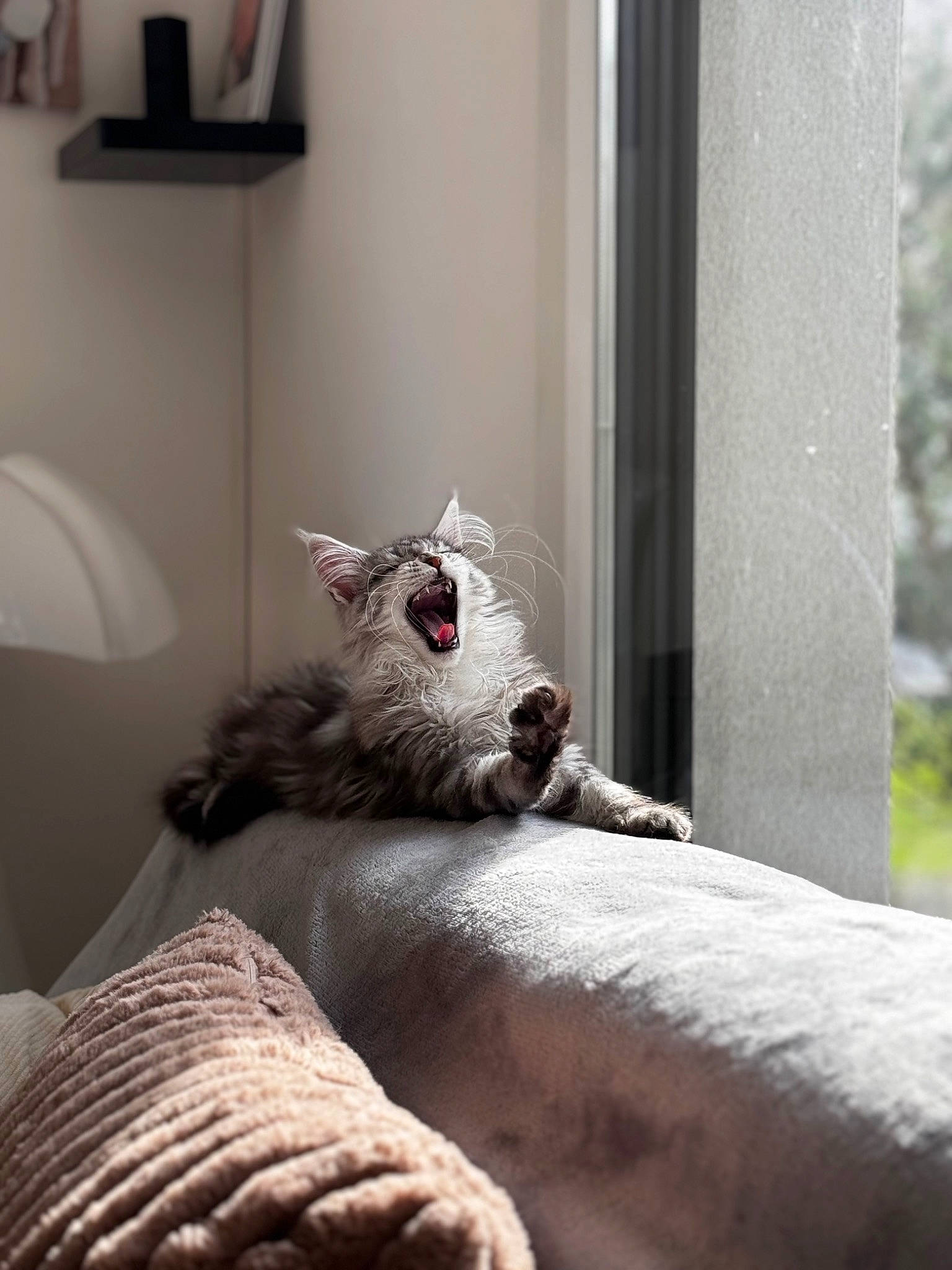 Unaya participe au concours pour gagner de l'argent avec cette photo : bed, bedding, carnivore, comfort, fawn, felidae, fur, grey, house, human_leg, linens, mammal, small_to_medium_sized_cats, snout, tail, toy, vertebrate, whiskers, window, wood