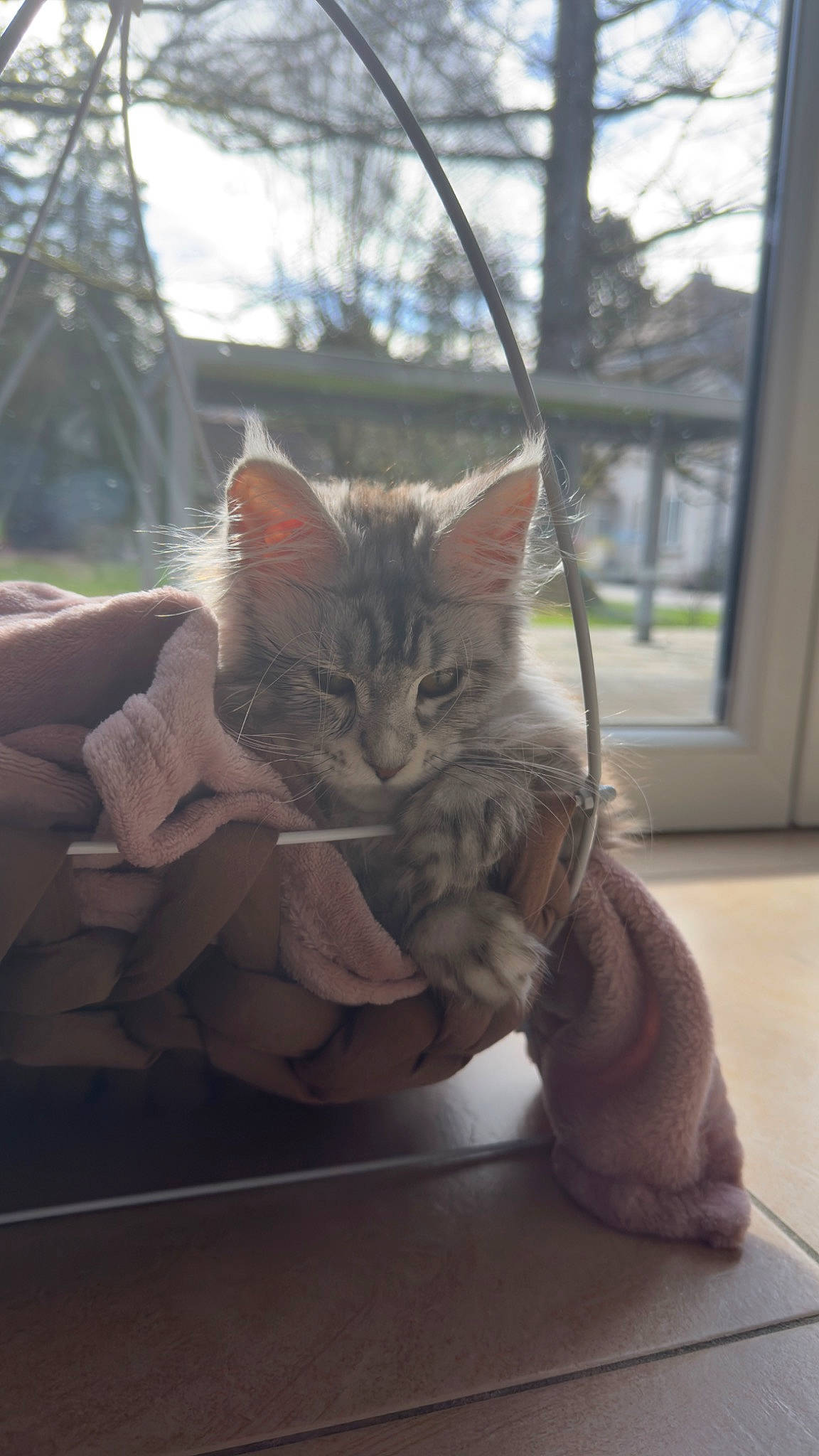 Unaya a rejoint le concours — aidez-le/la à gagner de superbes lots ! carnivore, cat, comfort, domestic_short_haired_cat, fawn, felidae, flowerpot, fur, grey, hardwood, mammal, plant, sky, small_to_medium_sized_cats, snout, tail, tree, whiskers, window, wood