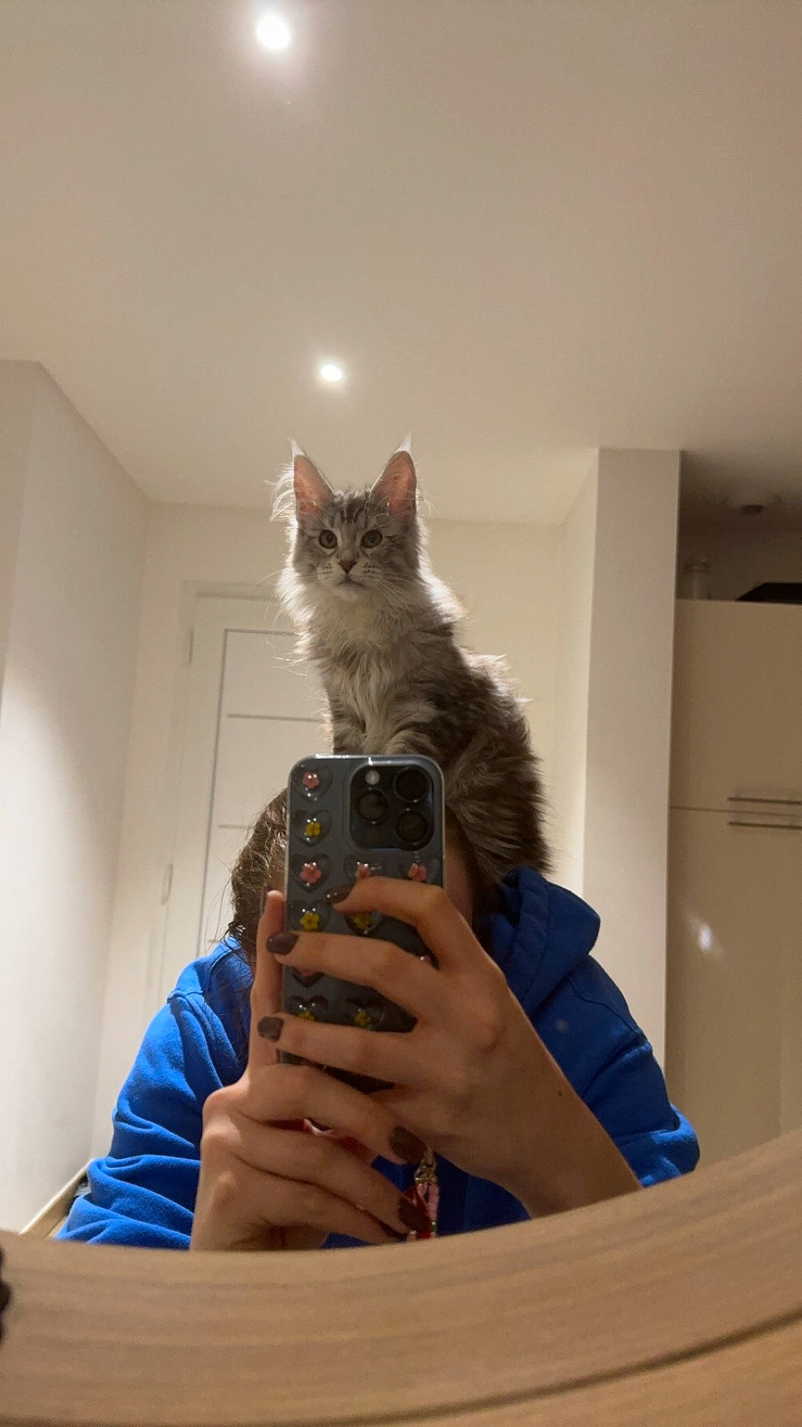 Unaya participe au concours pour gagner de l'argent avec cette photo : box, cardboard, carnivore, cat, domestic_short_haired_cat, felidae, flooring, fur, hardwood, mirror, room, selfie, shelf, sitting, small_to_medium_sized_cats, t_shirt, tree, whiskers, window, wood