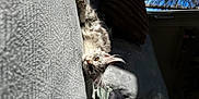 Unaya a rejoint le concours — aidez-le/la à gagner de superbes lots ! accipitriformes, bat, beak, bird, bird_of_prey, claw, feather, felidae, fur, grey, small_to_medium_sized_cats, snout, tail, terrestrial_animal, tree, trunk, whiskers, wildlife, wing, wood