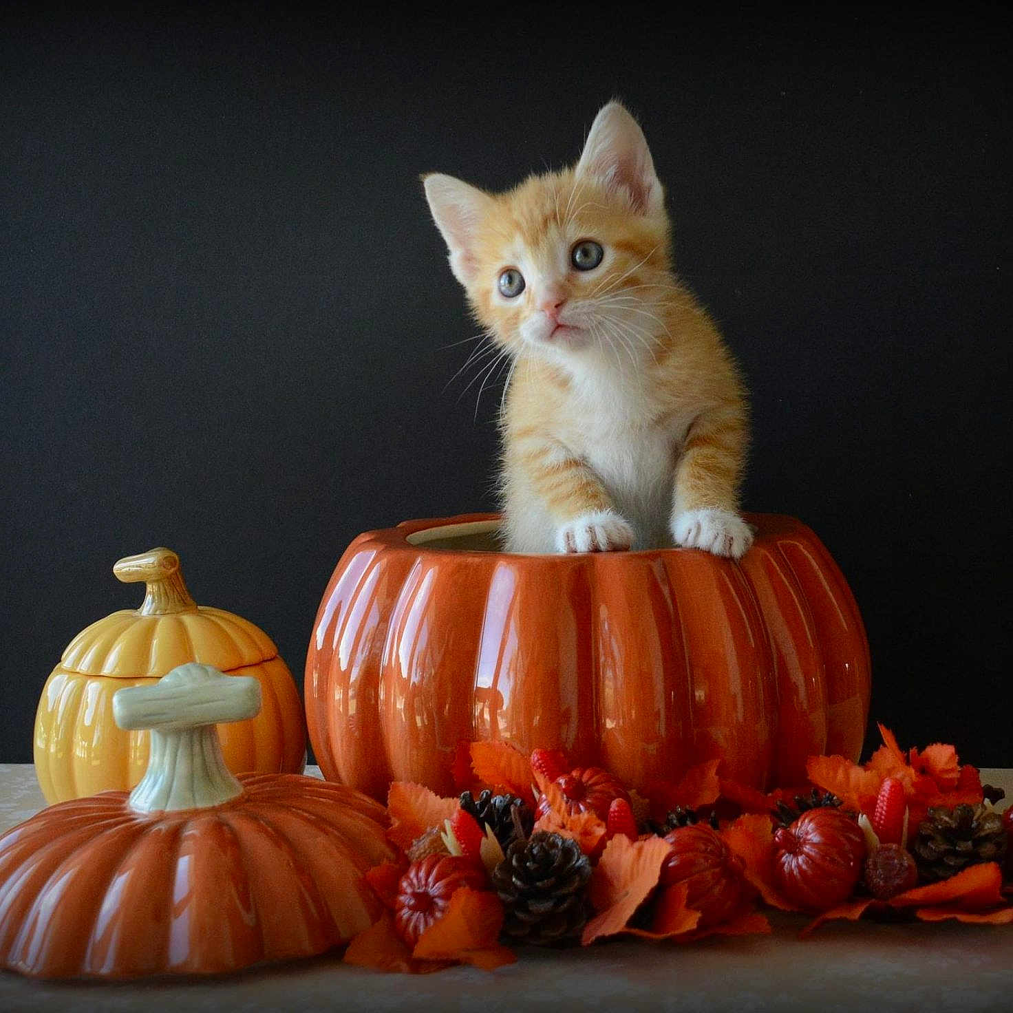 Princess Buttercup joined the competition — help win amazing prizes! abyssinian, animal, art, cat, citrusfruit, cookware, food, fruit, kitten, manx, orange, pet, plant, porcelain, pottedplant, pottery, produce, pumpkin, squash, vegetable