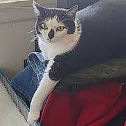 Minnie joined the competition — help win amazing prizes! cat, black_and_white_cat, pet, indoor, window, clothes, pile_of_clothes, resting, stretching, feline, domestic_animal, curious, relaxed, paw, fur, household, home, cozy, pet_bed, daylight