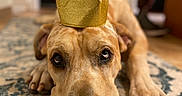 Rufus is registered to the contest to win money with this photo: dog, crown, pom_poms, carpet, indoor, close_up, animal, pet, canine, brown, large_dog, floor, decor, portrait, laying_down, cute, expression, home, relaxed, soft_lighting