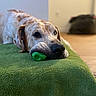 Rufus joined the competition — help win amazing prizes! dog, spotted_dog, lying_down, green_blanket, toy, indoor, calm, relaxed, pet, floor, blurred_background, brown_spots, snout, ears, resting, animal, home, cozy, closeup, domestic