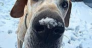 Rufus is registered to the contest to win money with this photo: animal, background, brown, canine, close_up, collar, curious, daylight, dog, ears, fence, nose, outdoor, paw_prints, pet, playful, snout, snow, whiskers, winter