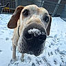 dog, snow, outdoor, close_up, canine, nose, paw_prints, fence, winter, pet, animal, whiskers, curious, brown, ears, collar, snout, playful, daylight, background