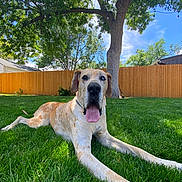 Rufus joined the competition — help win amazing prizes! dog, grass, outdoor, tree, fence, sunny, pet, canine, tongue_out, relaxed, yard, nature, summer, greenery, animal, daytime, large_dog, happy, park, backyard