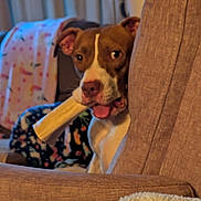 Dory is registered to the contest to win money with this photo: dog, bone, couch, blanket, living_room, pet, playful, indoor, furniture, canine, chewing, tongue, ears, brown_and_white, cozy, curtains, soft_lighting, home, relaxed, peek