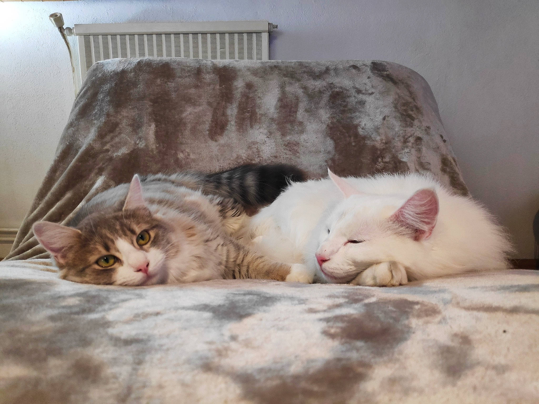 Ontario participe au concours pour gagner de l'argent avec cette photo : carnivore, cat, comfort, couch, domestic_short_haired_cat, felidae, fur, home_accessories, interior_design, nap, small_to_medium_sized_cats, snout, terrestrial_animal, vertebrate, whiskers