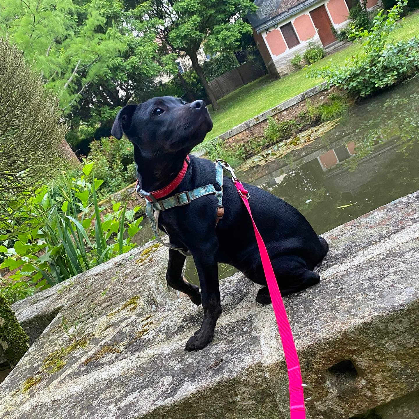 Uriah participe au concours pour gagner de l'argent avec cette photo : accessories, animal, architecture, building, canine, dog, grass, house, housing, nature, outdoors, pet, plant, pond, puppy, rock, strap, tree, vegetation, water