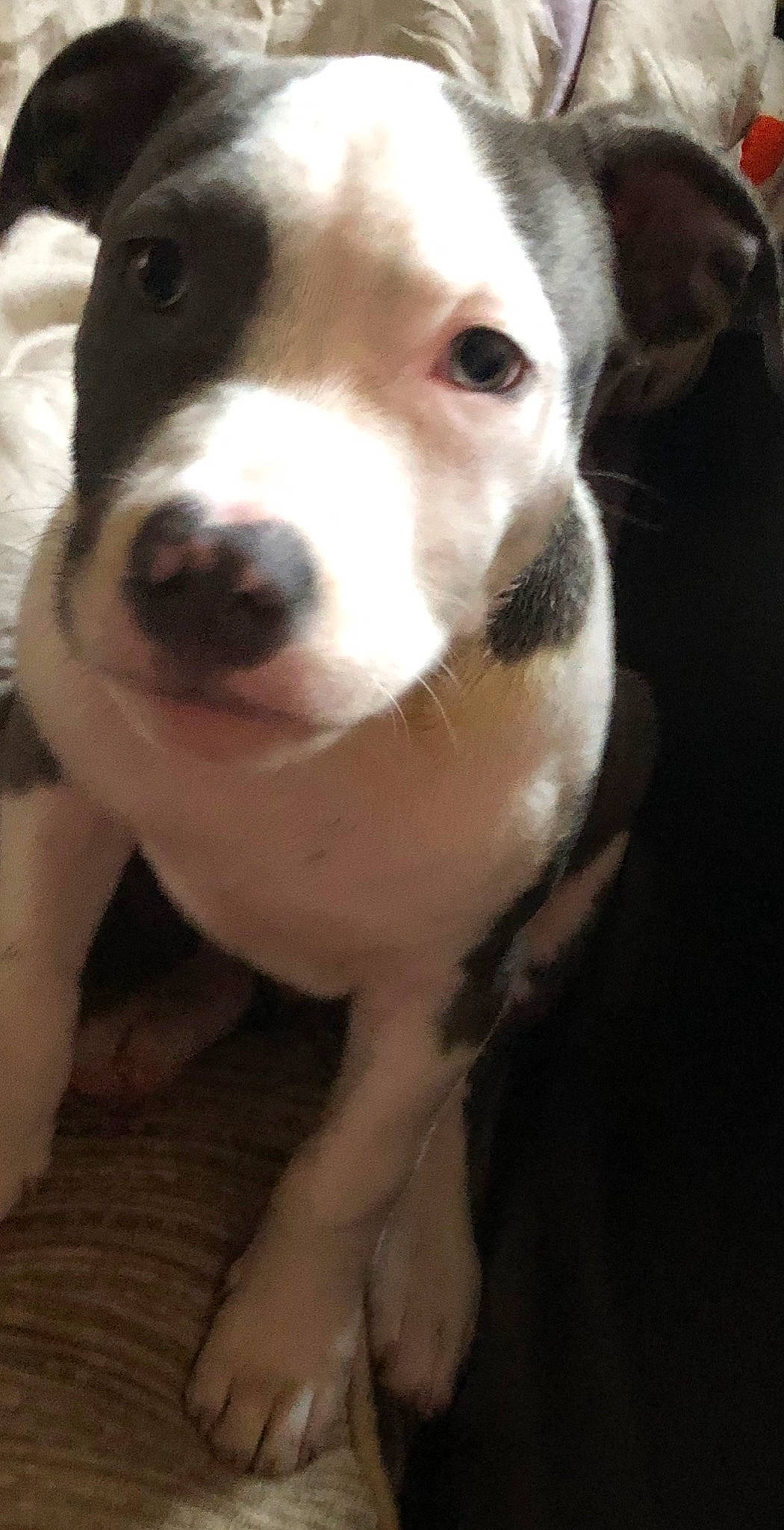 Rio a rejoint le concours — aidez-le/la à gagner de superbes lots ! american_pit_bull_terrier, american_staffordshire_terrier, canidae, carnivore, dog, dog_breed, fawn, mammal, non_sporting_group, nose, pit_bull, puppy, rare_breed_dog, snout, sporting_group, staffordshire_bull_terrier, valley_bulldog, vertebrate