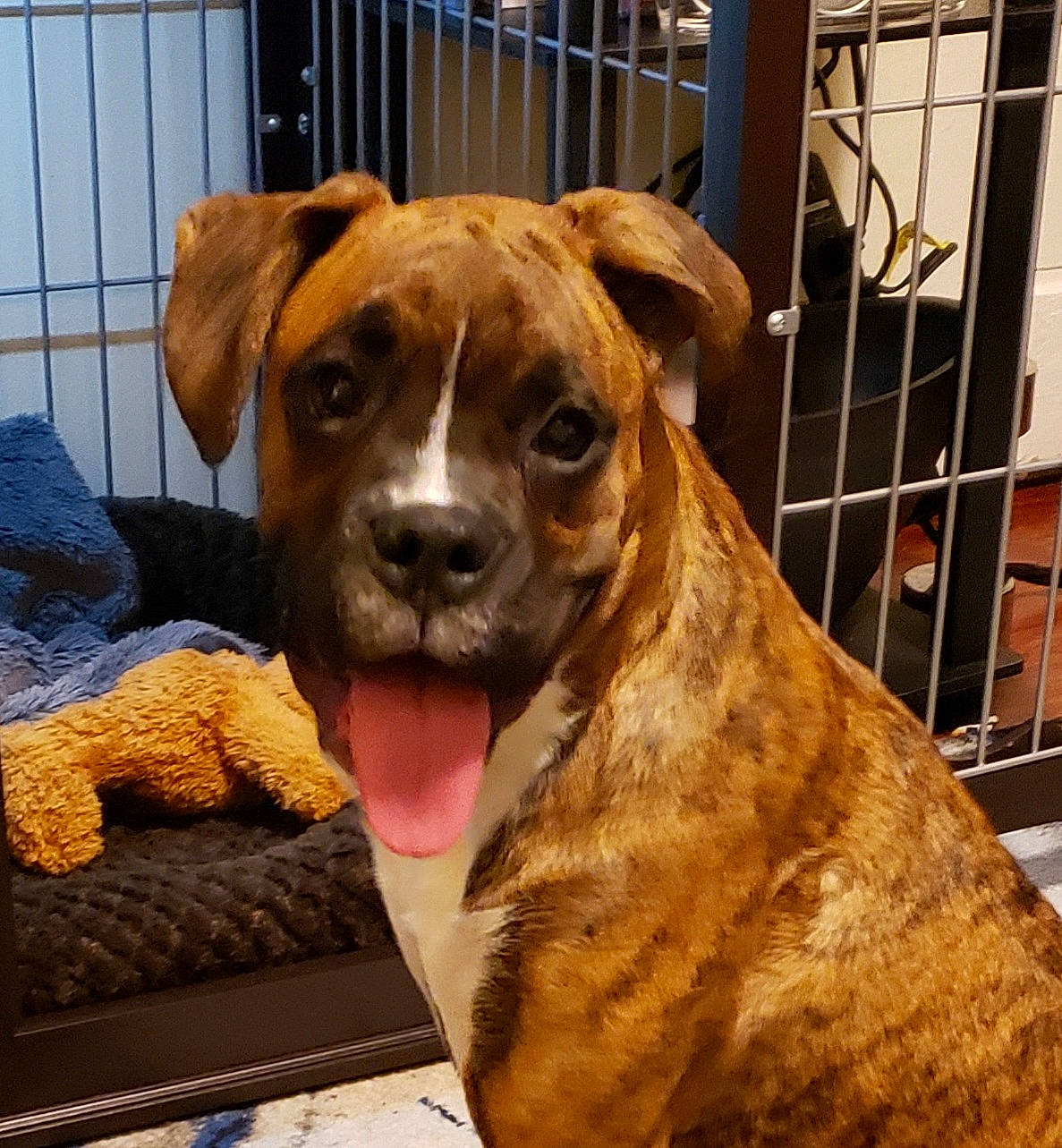 Etta James joined the competition — help win amazing prizes! canidae, carnivore, collar, companion_dog, computer_keyboard, dog, dog_breed, dog_collar, dog_supply, fawn, fence, fur, guard_dog, hound, liver, pet_supply, snout, sporting_group, whiskers, working_animal