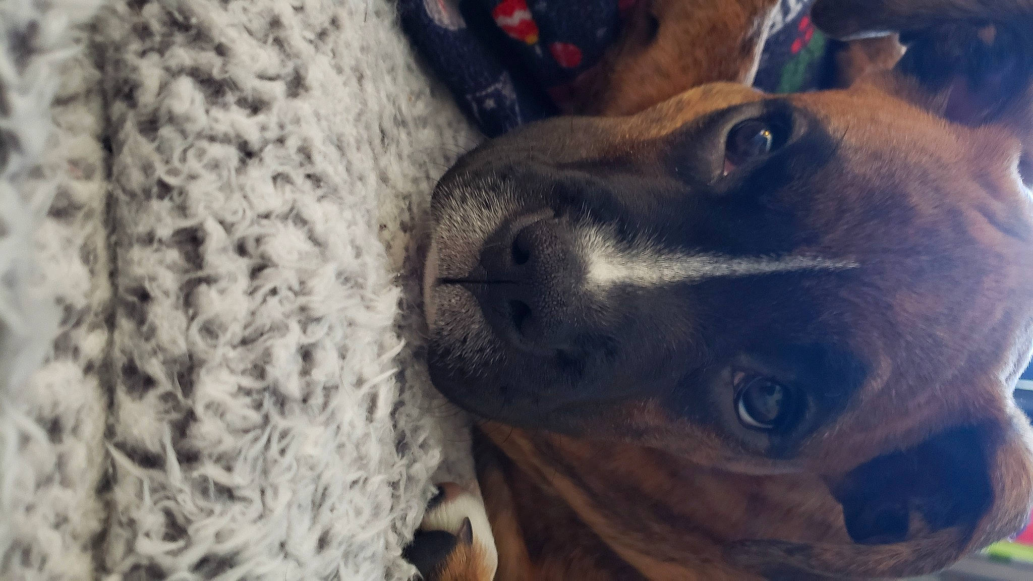 Etta James joined the competition — help win amazing prizes! canidae, carnivore, cloud, companion_dog, dog, dog_breed, ear, fawn, fur, plant, sky, snout, sporting_group, terrestrial_animal, whiskers, wildlife, wood, wool, woolen, working_animal