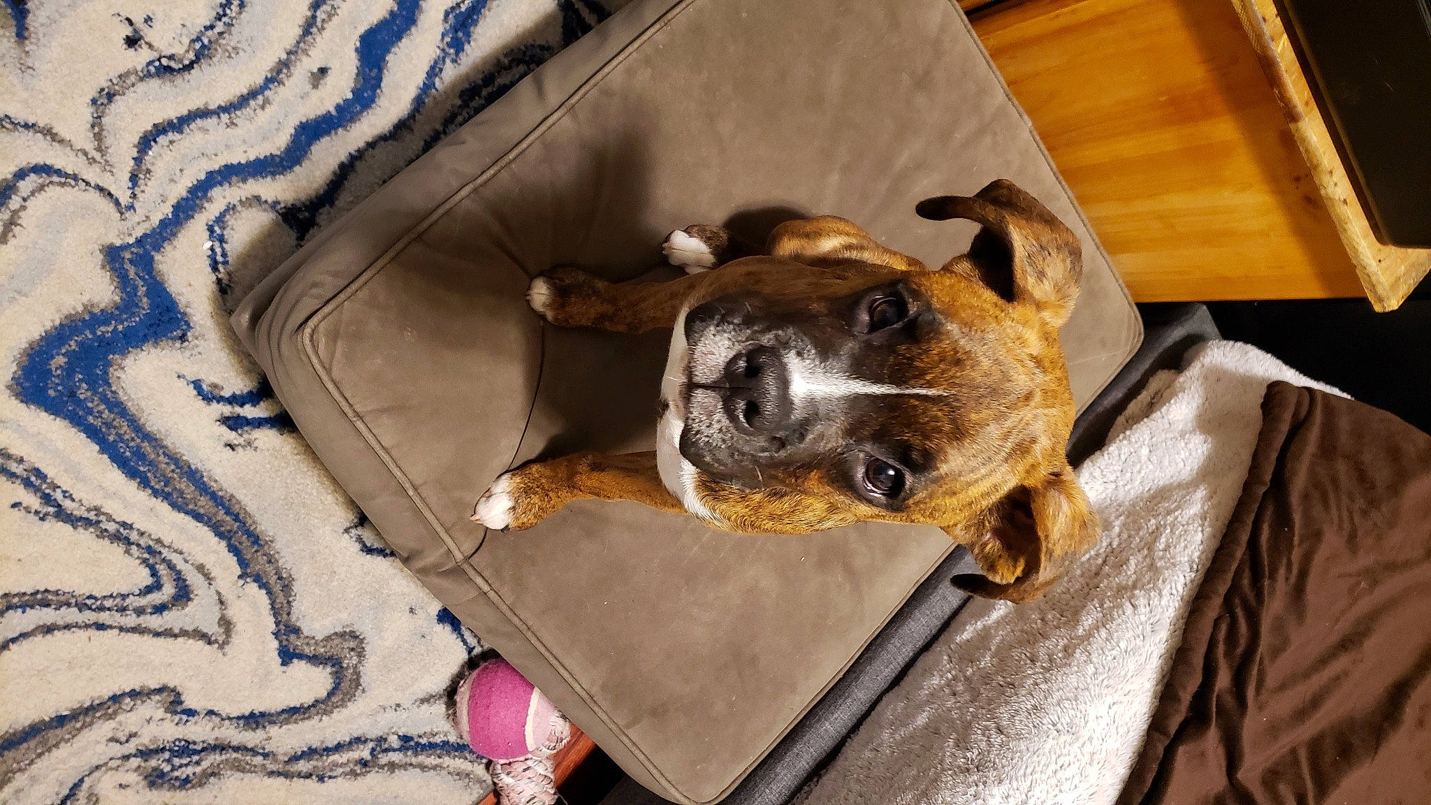 Etta James joined the competition — help win amazing prizes! animal_shelter, canidae, carnivore, companion_dog, dog, dog_breed, dog_supply, fawn, fur, guard_dog, hardwood, pet_supply, room, snout, sporting_group, varnish, whiskers, wood, wood_stain, working_animal