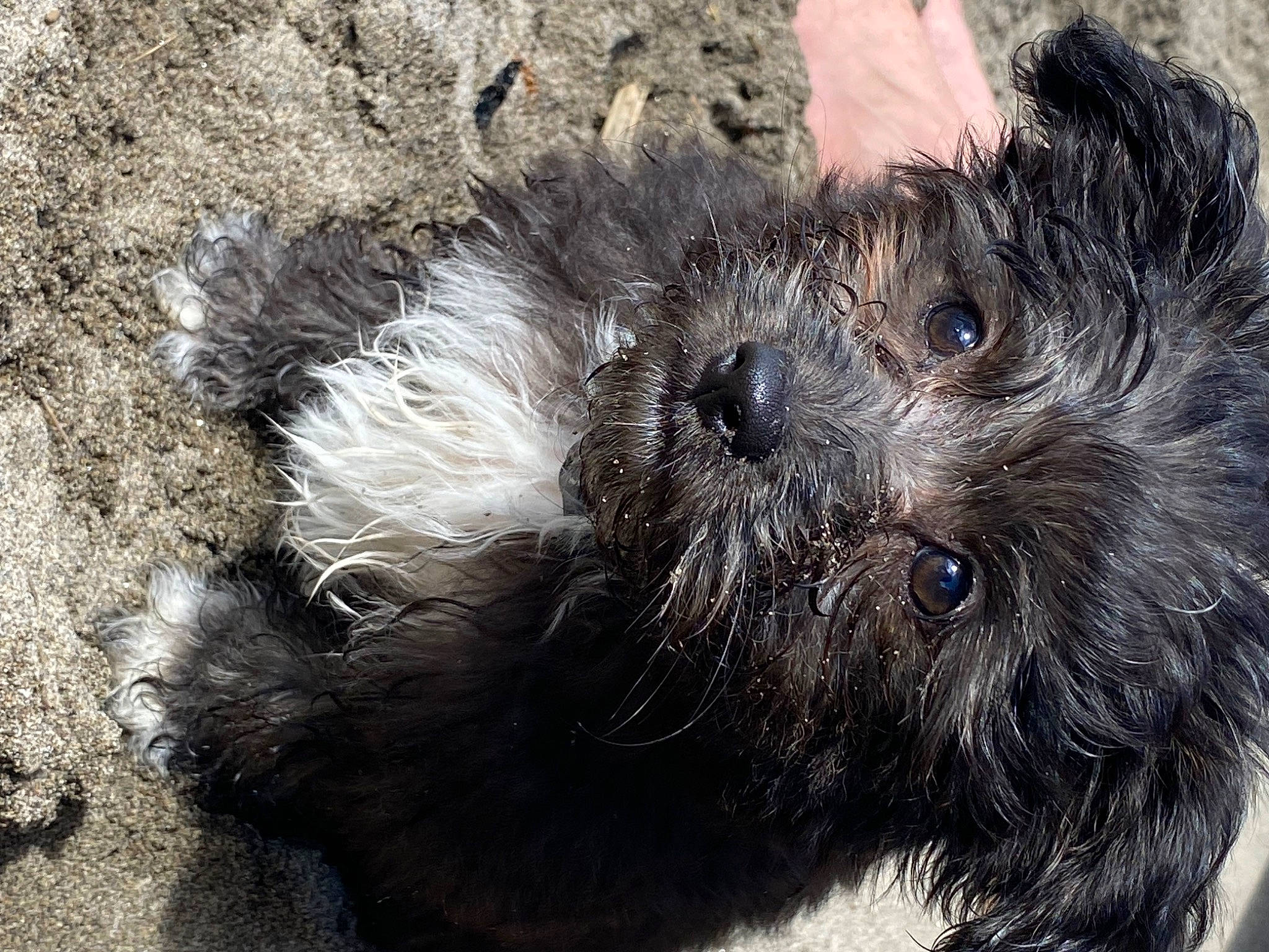 Dog joined the competition — help win amazing prizes! canidae, carnivore, dog, dog_breed, fur, paw, soil, sporting_group, terrestrial_animal, terrier, toy_dog, whiskers, working_animal