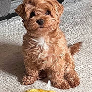 Champagne is registered to the contest to win money with this photo: animal, brown_dog, carpet, cozy, cute, dog, domestic_animal, floor, fluffy, fur, indoor, looking_at_camera, pet, playful, plush_toy, puppy, sitting, small_dog, toy, yellow_toy