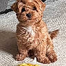 animal, brown_dog, carpet, cozy, cute, dog, domestic_animal, floor, fluffy, fur, indoor, looking_at_camera, pet, playful, plush_toy, puppy, sitting, small_dog, toy, yellow_toy